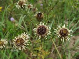 Attēlu rezultāti vaicājumam “Carlina biebersteinii leaf”