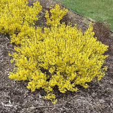 Attēlu rezultāti vaicājumam “Forsythia”