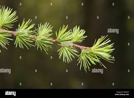 Attēlu rezultāti vaicājumam “Larix kaempferi leaf”