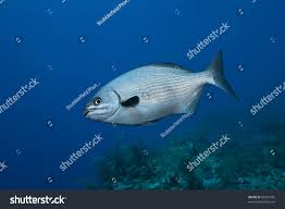 Image result for Kyphosus