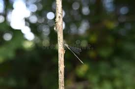 Attēlu rezultāti vaicājumam “Lestes virens female”