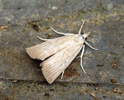 Attēlu rezultāti vaicājumam “Calamotropha paludella”