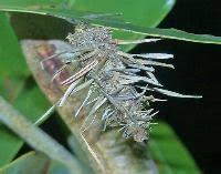 Attēlu rezultāti vaicājumam “Psychidae”