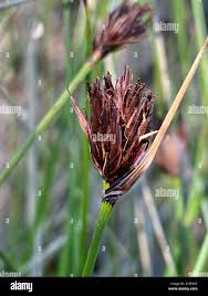 Attēlu rezultāti vaicājumam “Schoenus ferrugineus flower”