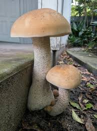 Image result for macrocybe titans