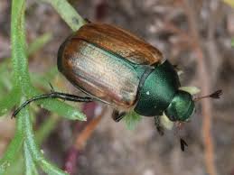 Attēlu rezultāti vaicājumam “Anomala dubia”