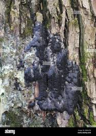 Attēlu rezultāti vaicājumam “Brefeldia maxima plasmodium”