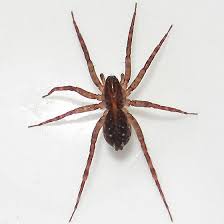 Attēlu rezultāti vaicājumam “Lycosidae”