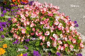 Image result for Begonia cucullata var. Hookeri