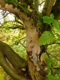 Attēlu rezultāti vaicājumam “Vuilleminia comedens”