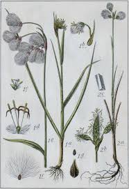 Attēlu rezultāti vaicājumam “Eriophorum gracile”