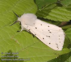 Attēlu rezultāti vaicājumam “Spilosoma lubricipeda”