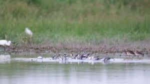 Attēlu rezultāti vaicājumam “Sterna sandvicensis adult”