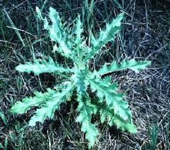 Attēlu rezultāti vaicājumam “Cirsium arvense fruit”