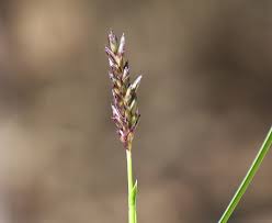Attēlu rezultāti vaicājumam “Sesleria caerulea flower”