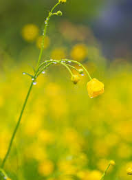 Attēlu rezultāti vaicājumam “Ranunculus auricomus flower”