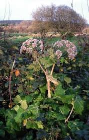 Attēlu rezultāti vaicājumam “Angelica palustris flower”