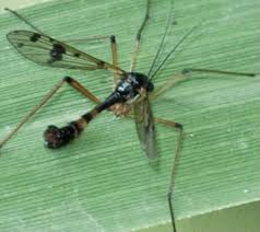 Attēlu rezultāti vaicājumam “Ptychoptera sp.”