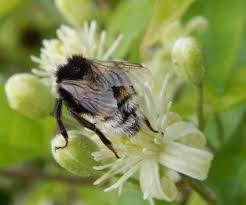Attēlu rezultāti vaicājumam “Psithyrus sylvestris”