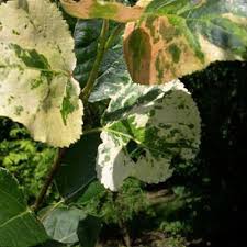 Attēlu rezultāti vaicājumam “Populus x jackii”