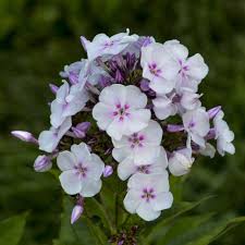 Attēlu rezultāti vaicājumam “Phlox paniculata”