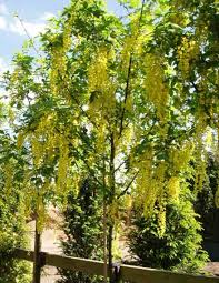 Attēlu rezultāti vaicājumam “Laburnum anagyroides flower”