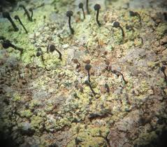 Attēlu rezultāti vaicājumam “Chaenotheca trichialis”