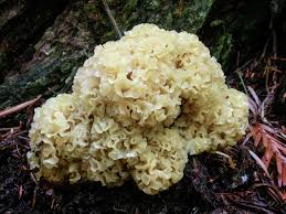 Attēlu rezultāti vaicājumam “Sparassis crispa”