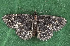 Attēlu rezultāti vaicājumam “Parascotia fuliginaria”