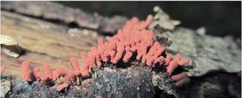 Attēlu rezultāti vaicājumam “Arcyria denudata stalked”