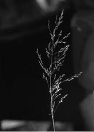 Attēlu rezultāti vaicājumam “Poa palustris”