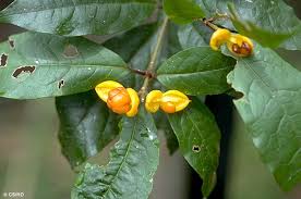 Attēlu rezultāti vaicājumam “Physarum rubiginosum”