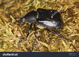 Attēlu rezultāti vaicājumam “Gnorimus variabilis”