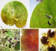 Attēlu rezultāti vaicājumam “Hydrocharis morsus-ranae”