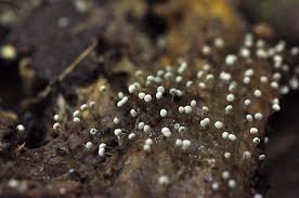 Attēlu rezultāti vaicājumam “Didymium annulisporum spores”