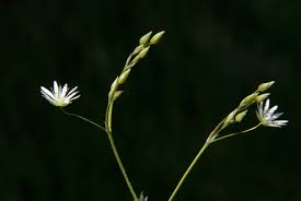 Attēlu rezultāti vaicājumam “Stellaria palustris”