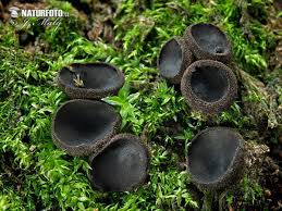 Attēlu rezultāti vaicājumam “Pseudoplectania nigrella”