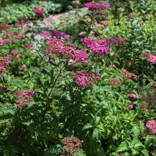 Attēlu rezultāti vaicājumam “Spiraea”