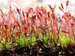 Attēlu rezultāti vaicājumam “Acaulon muticum sporophyte”