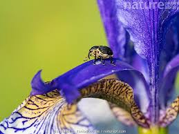 Attēlu rezultāti vaicājumam “Mononychus punctumalbum”