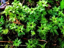 Attēlu rezultāti vaicājumam “Rhodobryum roseum”