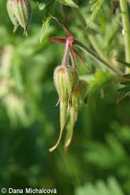 Attēlu rezultāti vaicājumam “Geranium pratense bud”