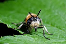 Attēlu rezultāti vaicājumam “Heptatoma pellucens”