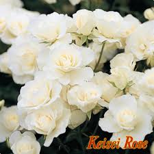 「アイスバーグ」の画像検索結果