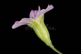 Attēlu rezultāti vaicājumam “Gypsophila muralis fruit”