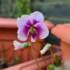 Attēlu rezultāti vaicājumam “Viola epipsila flower”