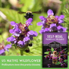 Attēlu rezultāti vaicājumam “Prunella vulgaris”