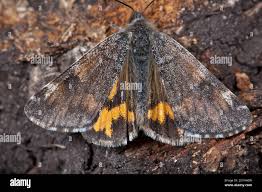 Attēlu rezultāti vaicājumam “Archiearis parthenias”