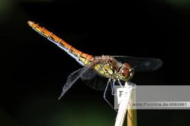 Attēlu rezultāti vaicājumam “Sympetrum sanguineum female”