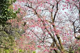 Image result for 緋寒桜